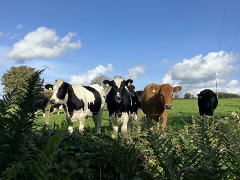 Dairy farm vacancies Ireland Dairy Farm Recruitment